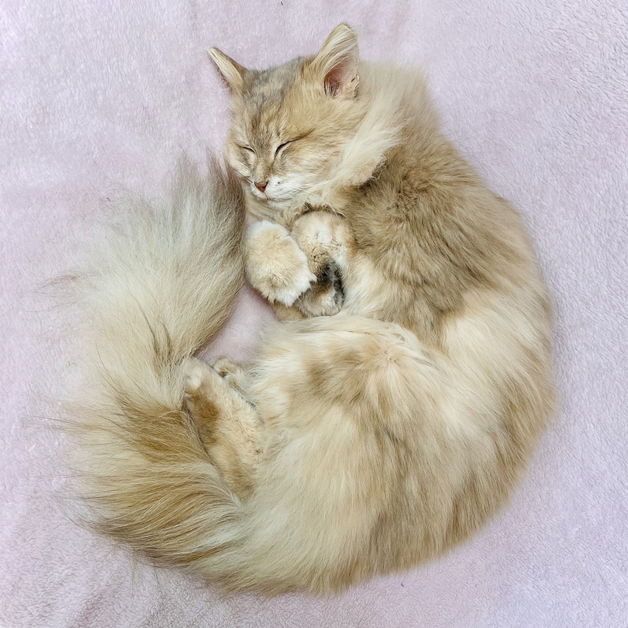 Kat laten opzetten kosten