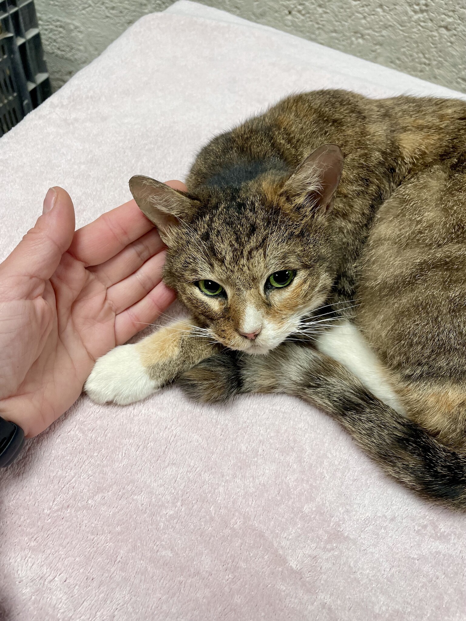 Overleden kat opzetten