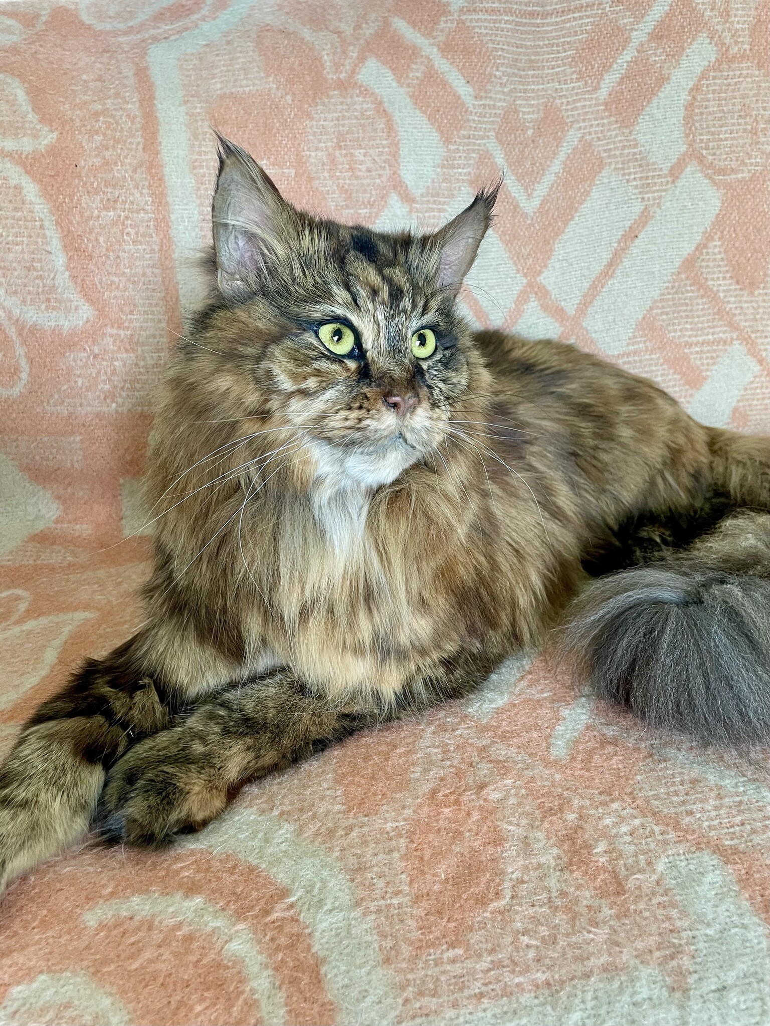 Kat huisdier taxidermie