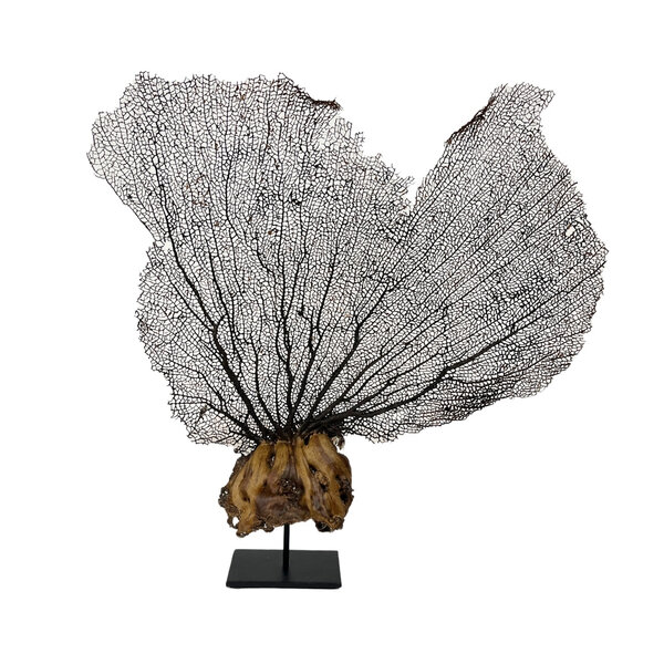 Meeresfächer auf sockel