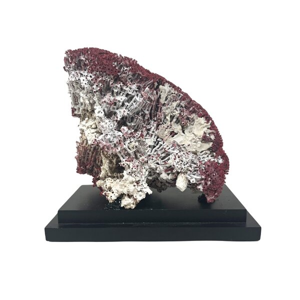 Rote Orgelpfeifenkoralle