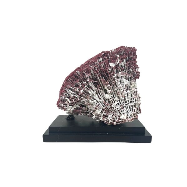 Rote Orgelpfeifenkoralle