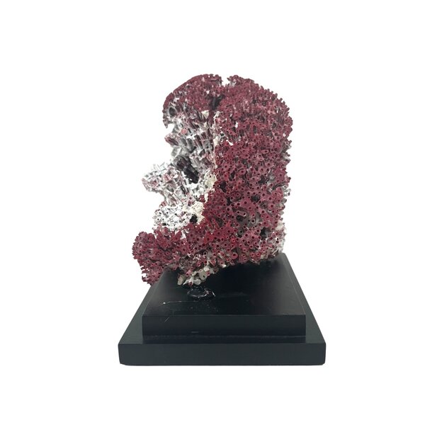 Rood orgelpijp koraal