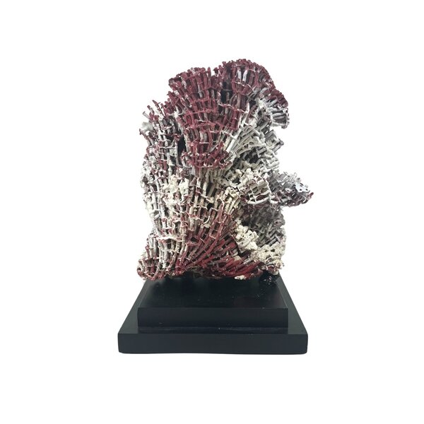 Rote Orgelpfeifenkoralle