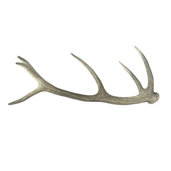 Deer antler rod (B)