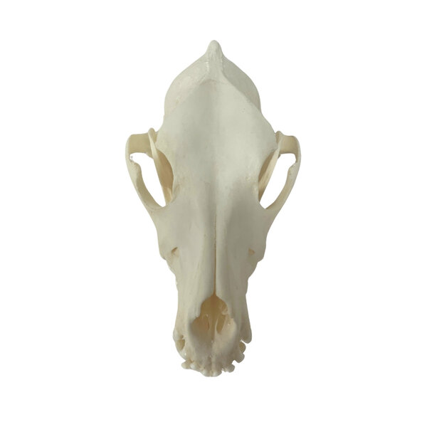 Boomer Dog Skull