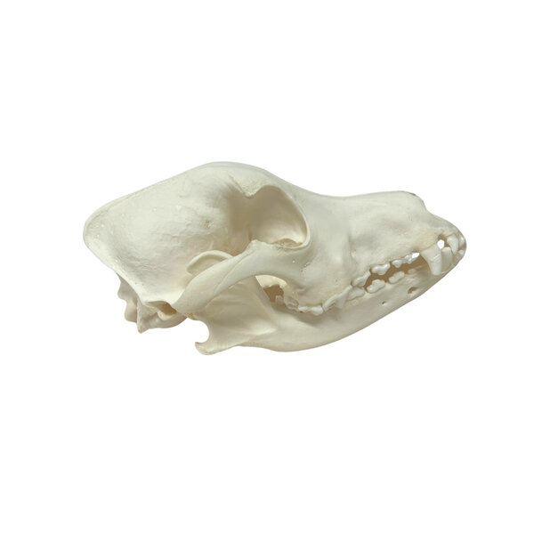 Boomer Dog Skull