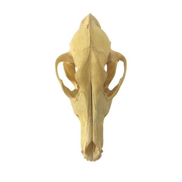 Schedel Prairiewolf of Coyote (A)