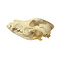 German shepherd Dog Skull