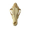 German shepherd Dog Skull