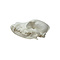 Terrier Dog Skull