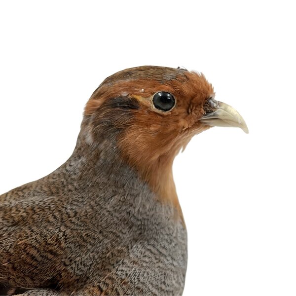 Opgezette Patrijs (C)