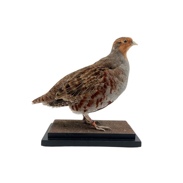 Opgezette Patrijs (C)