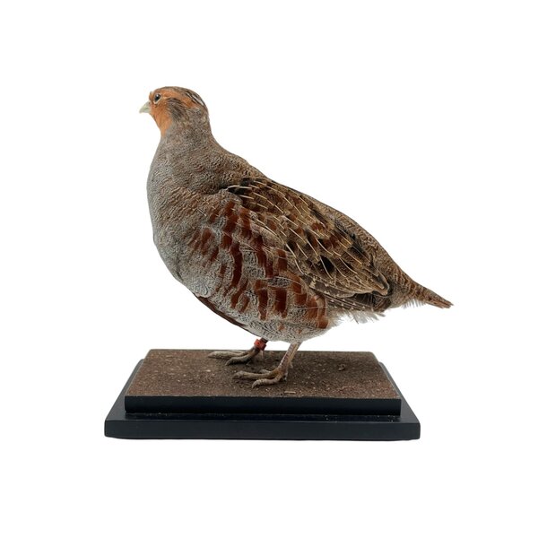 Opgezette Patrijs (C)