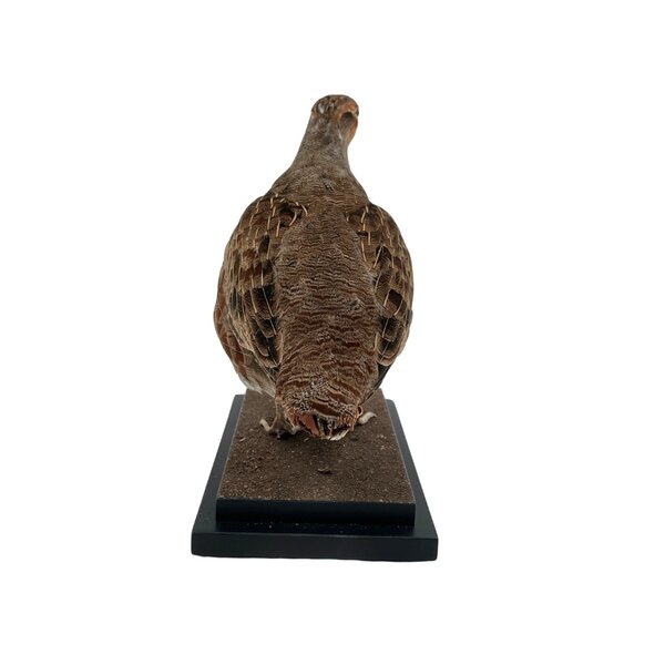 Rebhuhn präparat (C)