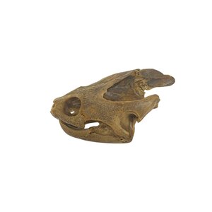 Common snapping turtle skull