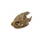 Common snapping turtle skull