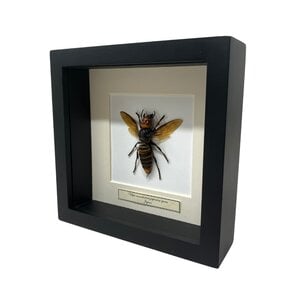 Japanse Hoornaar Koningin in 16 x 16 lijst
