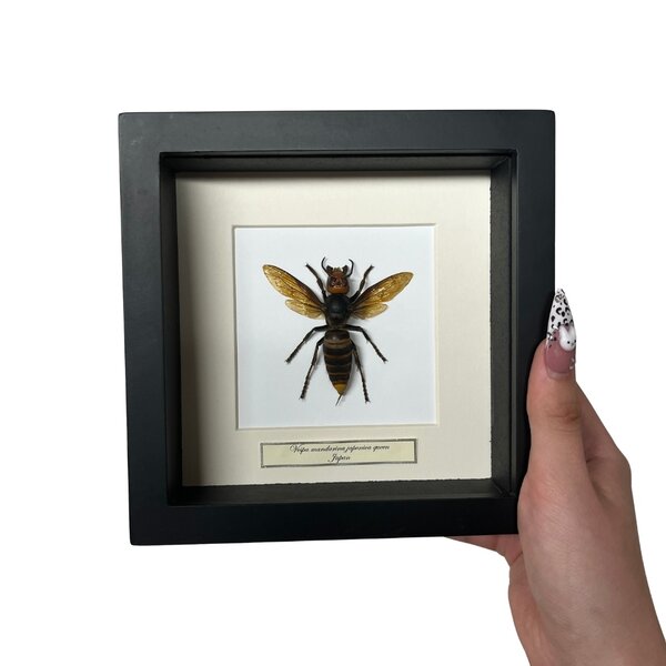 Asiatische Riesenhornisse Königinin 16 x 16 Rahme