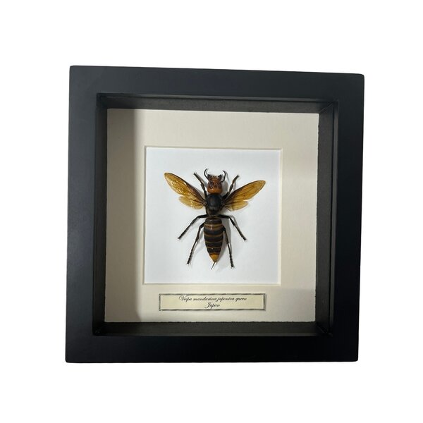 Asian giant hornet Queen in 16 x 16 frame