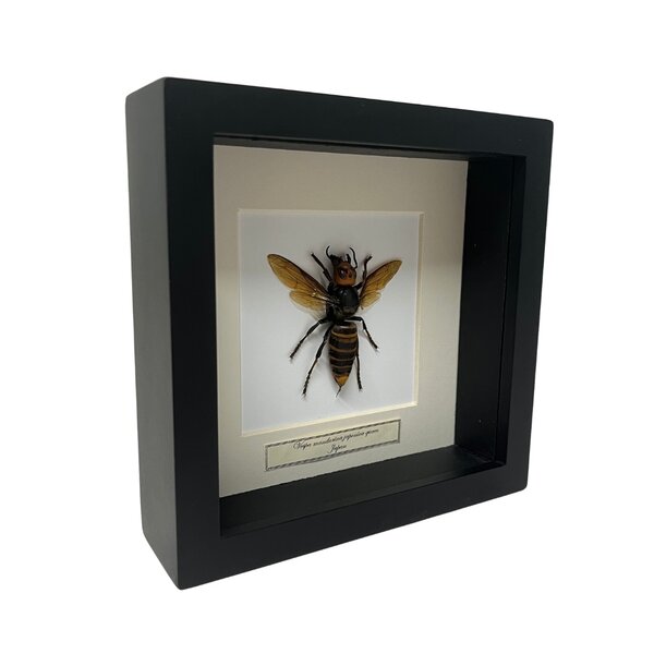 Asiatische Riesenhornisse Königinin 16 x 16 Rahme