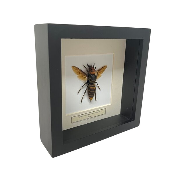 Asiatische Riesenhornisse Königinin 16 x 16 Rahme