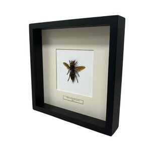 Japanse Hoornaar Koningin in 25 x 25 lijst
