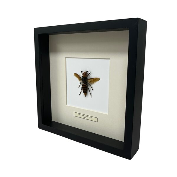 Asiatische Riesenhornisse Königinin 25 x 25 Rahme