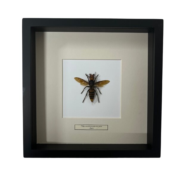 Asian giant hornet Queen in 25 x 25 frame