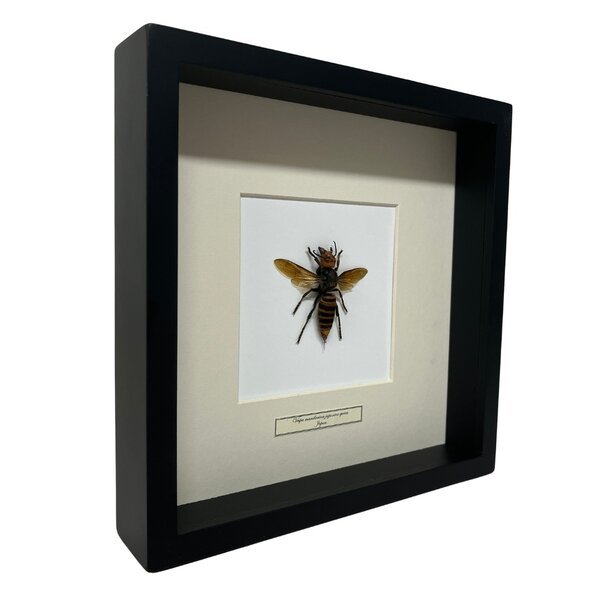 Asian giant hornet Queen in 25 x 25 frame