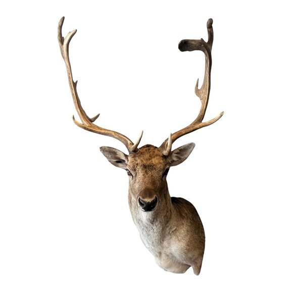 Mounted fallow deer trophy