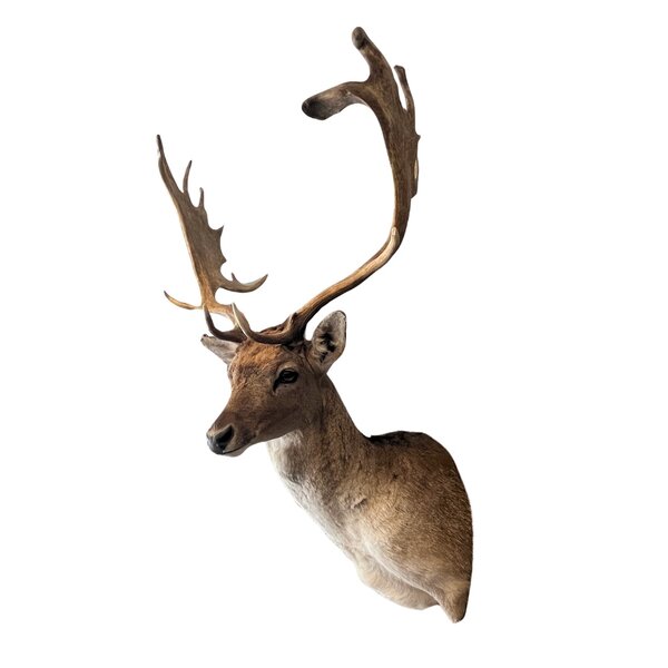 Mounted fallow deer trophy