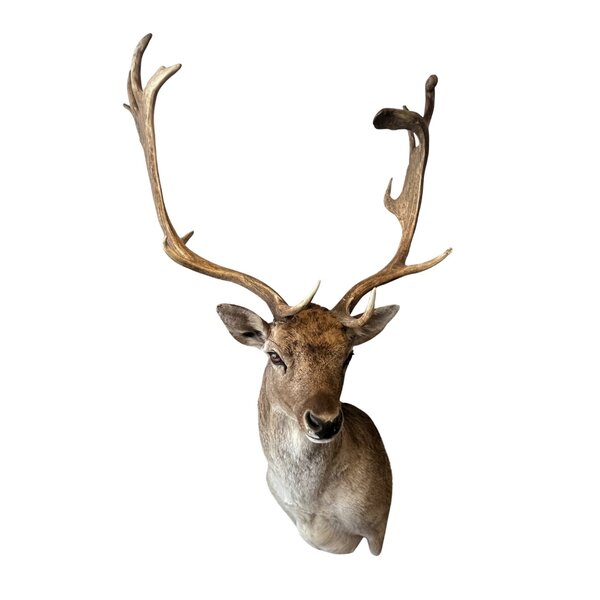 Mounted fallow deer trophy