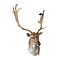 Mounted fallow deer trophy