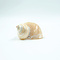 Polierter Turbo marmoratus (S)