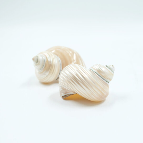 Polierter Turbo marmoratus (S)