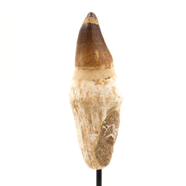 Mosasaurus tooth large on pedestal