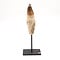 Mosasaurus tooth large on pedestal