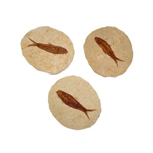 Fossil Fish