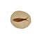 Fossil Fish