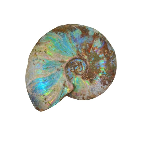 Fossil Ammoniten schillernd