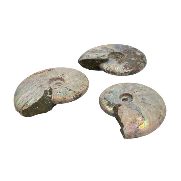 Fossil Ammonite iridescent
