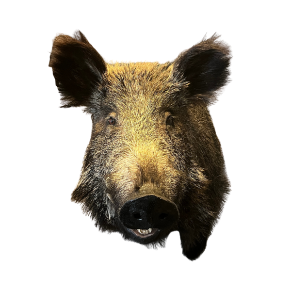 Mounted wild boar trophy (looking left)