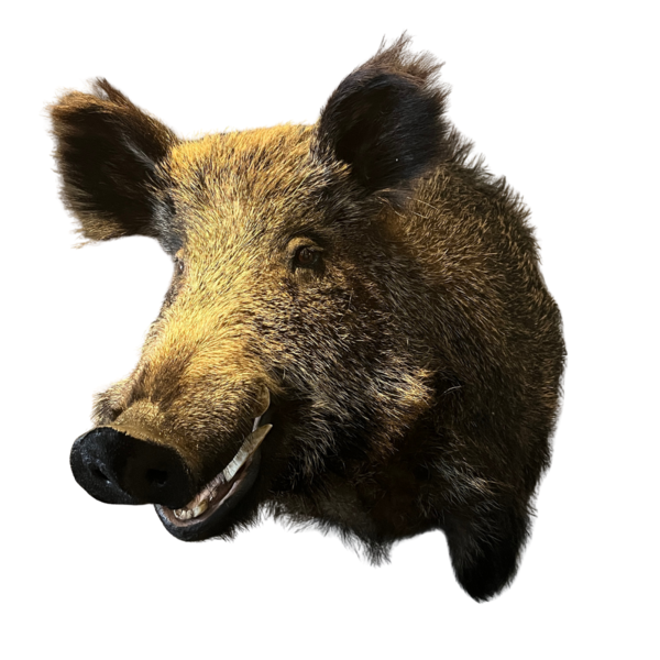 Opgezette wildzwijn trofee (linkskijkend)