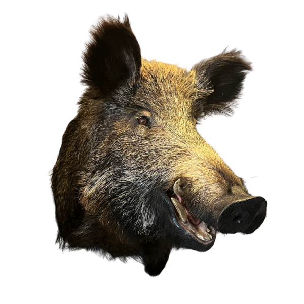 Wildschwein trophäe (schaut nach links)