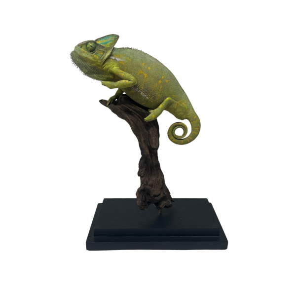 Mounted Chameleon