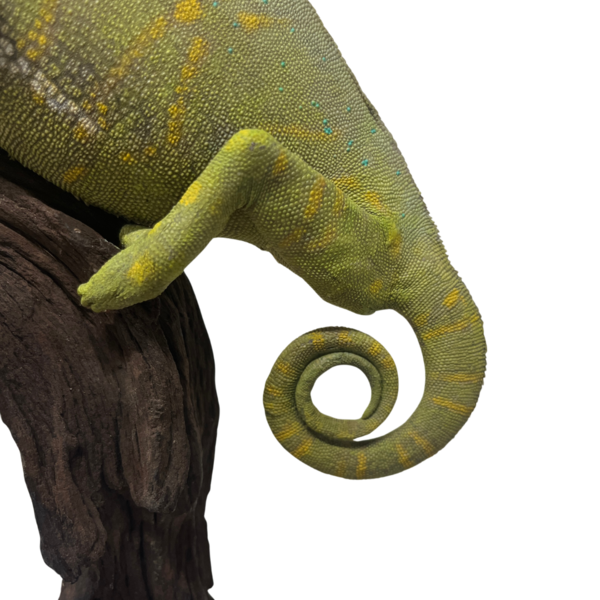 Mounted Chameleon