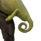 Mounted Chameleon