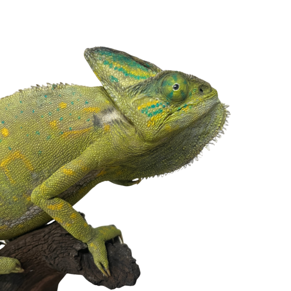 Mounted Chameleon
