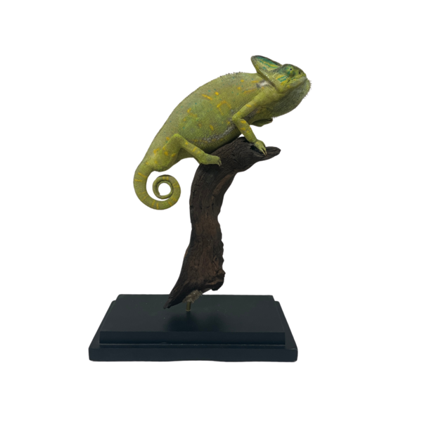 Mounted Chameleon